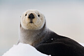 Close up view of a Sea Otter hauled out on snow, Prince William Sound, Alaska, Southcentral, Winter