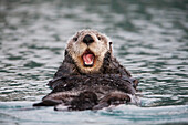 Close up of a Sea Otter swimming on back in Prince William Sound, Alaska, Southcentral, Winter