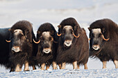 Musk-ox cows in a defensive lineup during Winter on the Seward Peninsula near Nome, Arctic Alaska