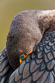 Double-crested Cormorant sleeping with bill tucked in wing, Everglades National Park, Florida, USA