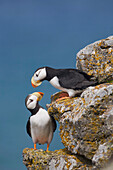 Horned Puffin pair perched on rock ledge with the blue Bering Sea in background, Saint Paul Island, Pribilof Islands, Bering Sea, Southwest Alaska