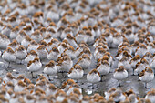 Shorebird flock (mostly Western Sandpipers and Dunlins) roosting during Spring migration on the Copper River Delta, Southcentral Alaska