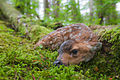 Black-tailed deer fawn lying in moss covered rainforest, Montague Island, Prince William Sound, Southcentral Alaska, Summer