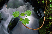 New Devils Club plant leaves over stream Girdwood SC AK summer close-up