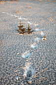 Footprints in the snow show a layer of ash from Mt.Redoubt eruptions, Alaska