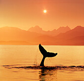 Silhouetted Humpback Whale Tail @ Sunset Lynn Canal AK SE Summer Coast Mtns COMPOSITE