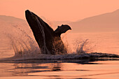 Humpback Whale breaching @ sunset w/Coast Mountains background Inside Passage SE Alaska Summmer