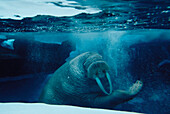 Walrus Underwater in Captivity