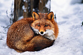 Red Fox curling up into a ball to keep warm, near the town of Girdwood. Winter in Southcentral Alaska.