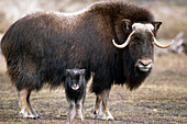 An adult Musk Ox and calf standing at the Alaska Wildlife Conservation Center near Portage Southcentral Alaska during Spring