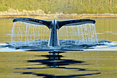 Humpback whale diving into the depths of Frederick Sound with tail fluke visible, Admiralty Island, Inside Passage, Southeast Alaska, Summer