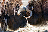 Close up of two bull Musk oxen standing face to face in a fighting confrontation at Alaska Wildlife Conservation Center, Southcentral Alaska, Summer. Captive