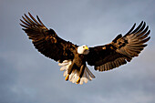 Bald Eagle in flight over Homer Spit, Kenai Peninsula, Alaska