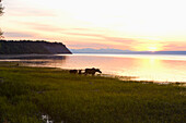 Cow and two calf moose feeding along the Tony Knowles Coastal Trail at sunset during Summer in Anchorage, Southcentral Alaska