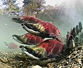 Mature male Sockeye salmon on spawning grounds, Power Creek, Copper River Delta, Prince William Sound, Southcentral Alaska