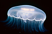 Underwater view of a Moon Jellyfish, British Columbia, Canada