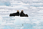Sea Otters swim in an ice floe at Harvard Glacier in Prince William Sound, Alaska