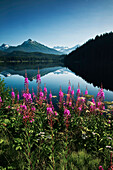 Scenic view of Auke Lake on a clear day with Fireweed in the foreground, near Juneau, Southeast Alaska, Summer
