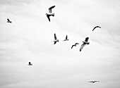 Seagulls in Flight, Low Angle View