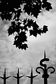 Fence and Leaves Silhouette