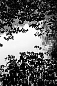 Branches and Leaves Reflected on Lake