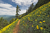The steep hillside of  the Columbia River Gorge, and slopes of grass and bright yellow wild flowers, arnicas