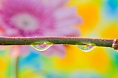 Daisy Reflected In Dew Drops, Portland, Oregon, Usa