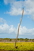 Abgestorbener Baum in der Karibik, Kreislauf, Karibik