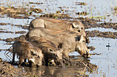 Warthog family, Liwonde National Park, Malawi, Africa
