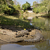 Krokodile an einem Fluss, vor einer Hütte, Mvuu Wilderness Lodge, Liwonde Nationalpark, Malawi, Afrika