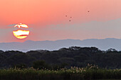 Sonnenuntergang im Liwonde Nationalpark, Malawi, Afrika