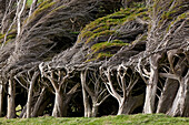 blocked for illustrated books in Germany, Austria, Switzerland: Wind sculpted trees, macrocarpa trees, Slope Point, Catlins, most southerly point of South Island, New Zealand