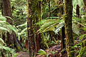 Urwald am Lake Waikaremoana,Baumfarne und moosüberwachsene Podocarp,Te Urewera National Park,Nordinsel,Neuseeland
