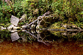 Tanningefärbter Fluß im Regenwald der Oparara Basin,Flussufer in Oparara-Becken,Karamea,Kahurangi Nationalpark,Südinsel,Neuseeland