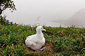 Albatros Küken am Taiaroa Head,Nest und weißes flauschig Küken,Königsalbatros wartet auf die Eltern,Otaga Peninsula,Südinsel,Neuseeland