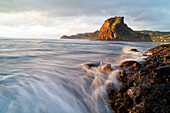 blocked for illustrated books in Germany, Austria, Switzerland: Rocky shore with starfisch, mussels and seaweed in the evening light, Lion Rock, Piha Beach, North Island, New Zealand