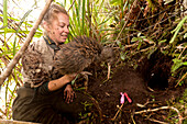 blocked for illustrated books in Germany, Austria, Switzerland: Kiwi dug out of his burrow by DOC ranger to change the transmitter, Tongariro National Park, North Island, New Zealand