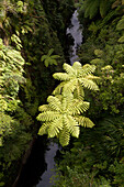 blocked for illustrated books in Germany, Austria, Switzerland: Tree ferns above a tributary river of the Whanganui River, View from Bridge to nowhere, Whanganui River, North Island, New Zealand