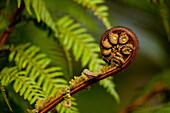 blocked for illustrated books in Germany, Austria, Switzerland: Young fern frond, Maori, koru, Whirinaki Forest, New Zealand