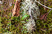 blocked for illustrated books in Germany, Austria, Switzerland: Croaking Grass frog on the forest floor next to white lichen, moss, Whirinaki Forest, North Island, New Zealand