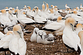 Brutkolonie von Australtölpel, Morus serrator, am Cape Kidnappers, Basstölpel, Nordinsel, Neuseeland