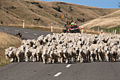 Schafzüchter mit Schafherde und Hunde auf der Landstrasse, Hunde auf Quadbike, Nordinsel, Neuseeland