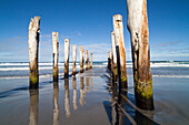 Holzpfeiler einer ehemaligen Seebrücke im Sandstrand, St Clair, Dunedin, Otago, Südinsel, Neuseeland