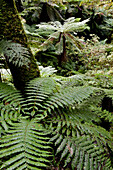 Tree ferns in the rainforest of Te Urewera National Park, North Island, New Zealand