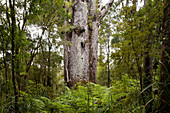 Giant kauri tree, Tane Matua Ngahere, Agathis australis, Waipoua Forest, Northland, North Island, New Zealand