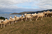 Schafherde auf Hügel am French Pass, Marlborough Sounds, Südinsel, Neuseeland