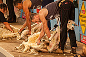 Sheep shearing competition, Masterton, North Island, New Zealand