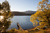 Herbstfärbung am Lake Hayes, Weiden vor Bootssteg, Arrowtown, Otago, Südinsel, Neuseeland