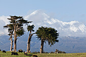 Dairy cows grazing in a meadow in front of the Mt Egmont volcano, Mount Taranaki, snow cone, North Island, New Zealand