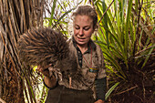 Ein Kiwi wird aus seiner Höhle gegraben,um ihm einen neuen Peilsender anzulegen,Kiwi Vogel,DOC-Ranger,Tongariro National Park,Nordinsel,Neuseeland